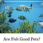 Are Fish Good Pets?